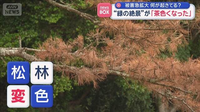 被害急拡大何が起きてる？　“緑の絶景”が「茶色くなった」　大分