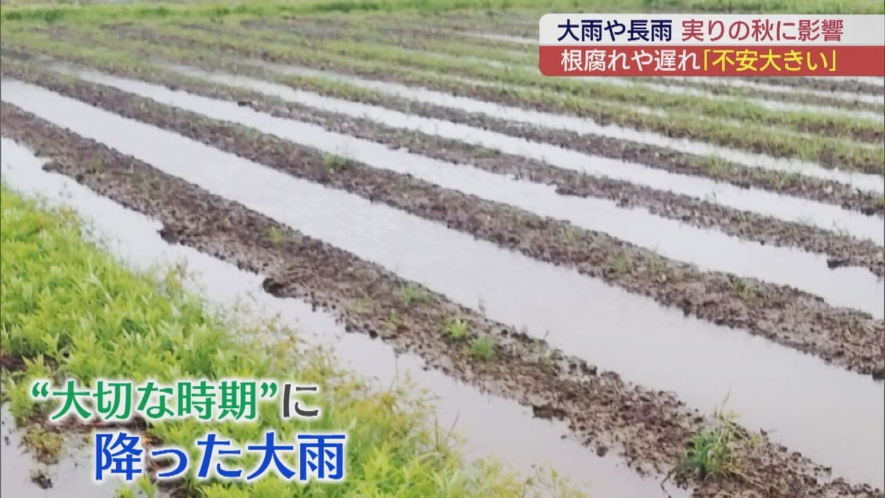 双葉町のブロッコリー農家　大雨の被害大きく･･･