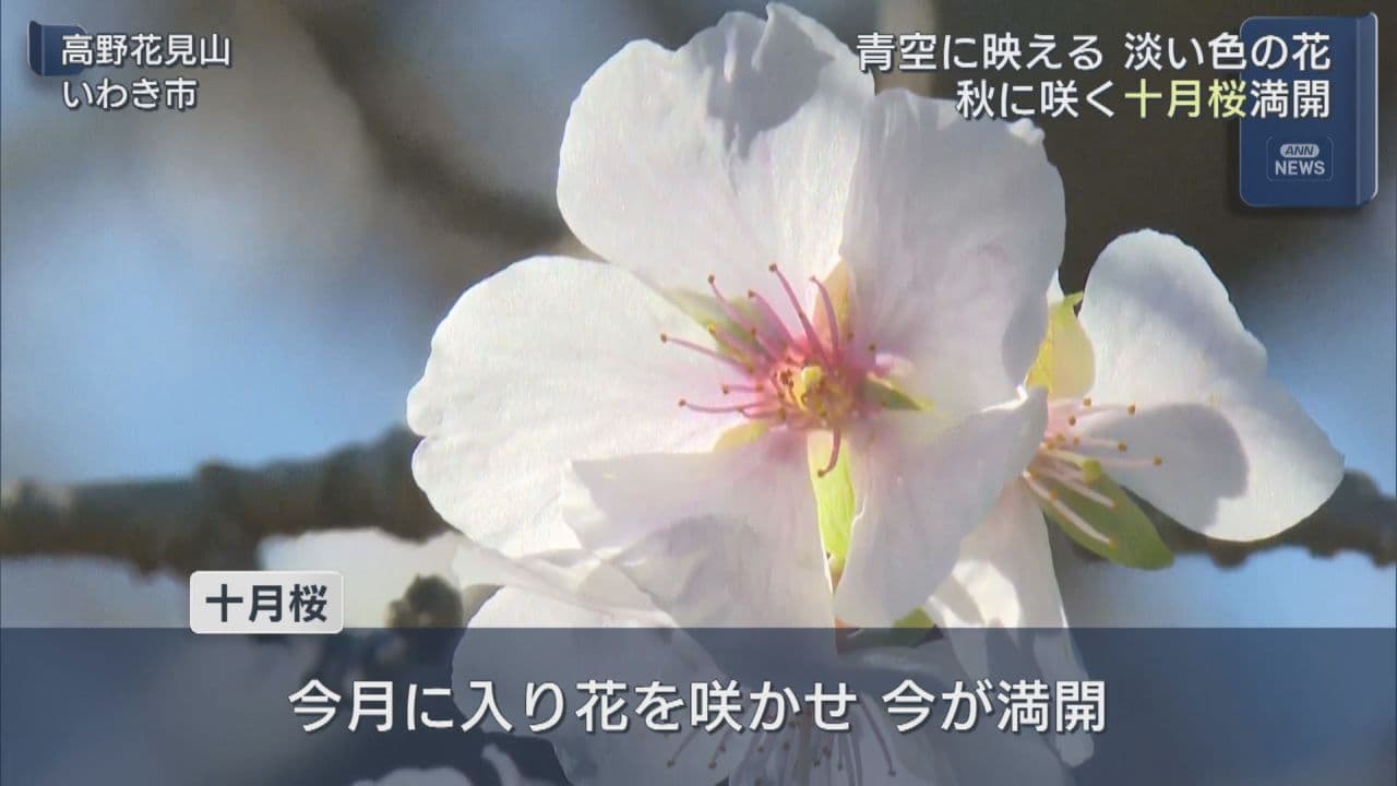 秋に咲くサクラが見頃　いわき市の観光庭園で十月桜