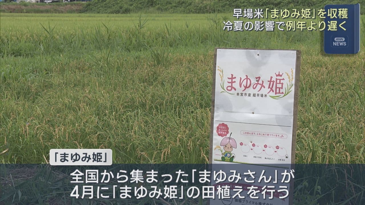 本宮市の早場米「まゆみ姫」収穫　全国の“まゆみさん”が田植え