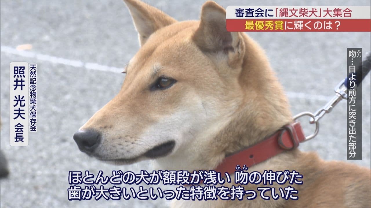 39頭の「縄文柴犬」集合　希少犬の審査会で金章犬決まる