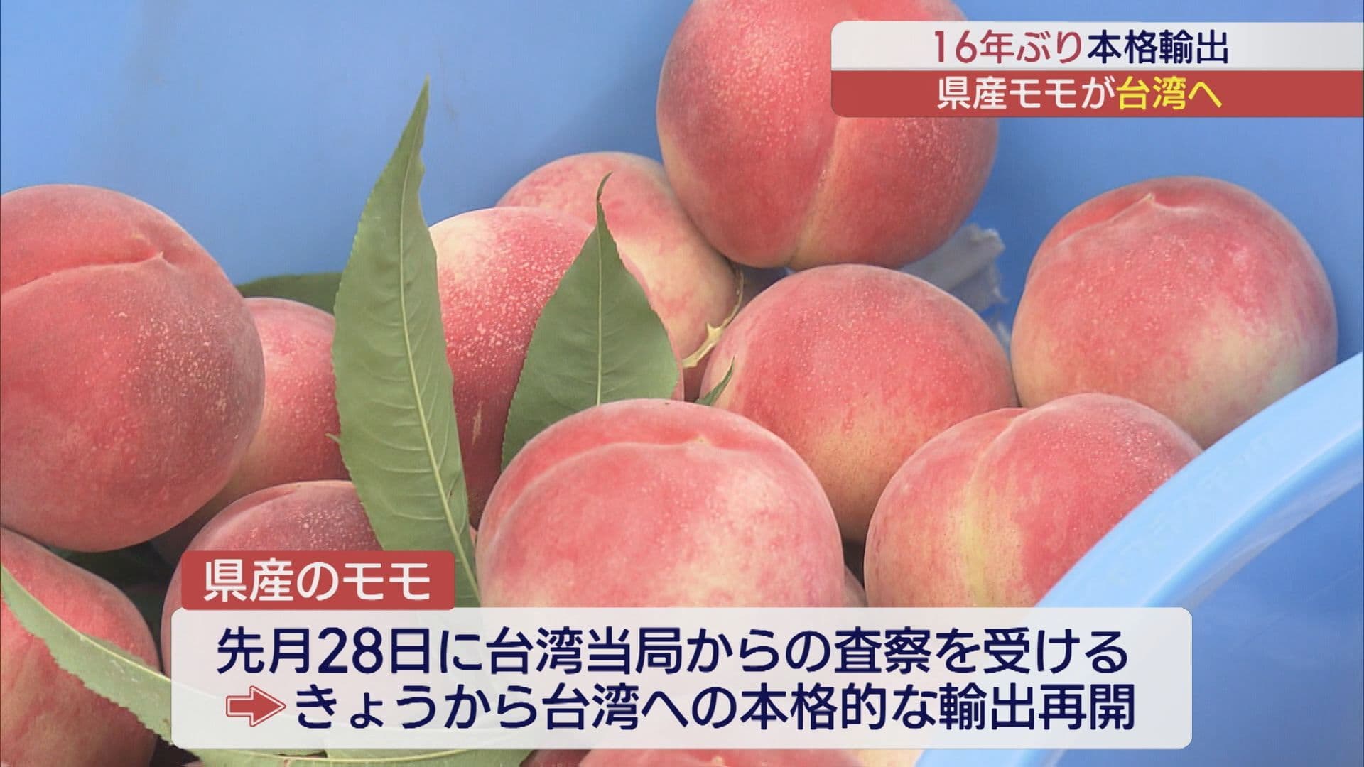 福島県産のモモ 16年ぶりに台湾に輸出 出荷作業進む