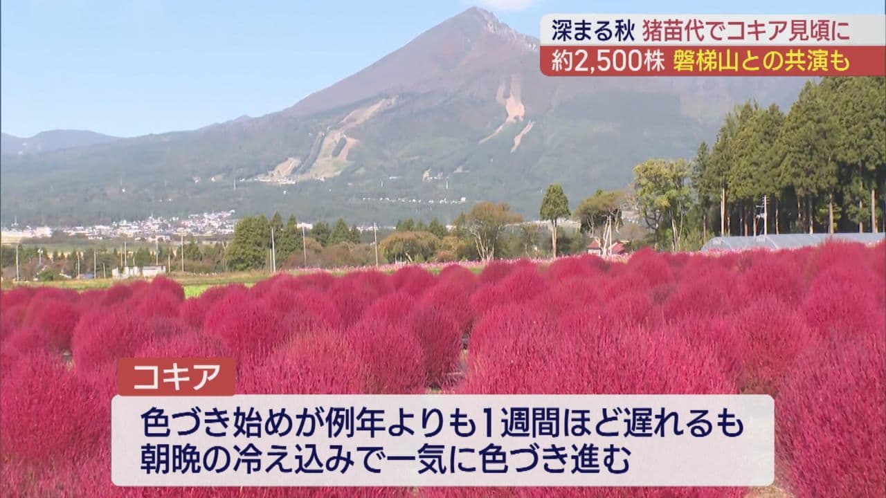 秋らしい天気の下で　猪苗代町でコキアが見ごろに