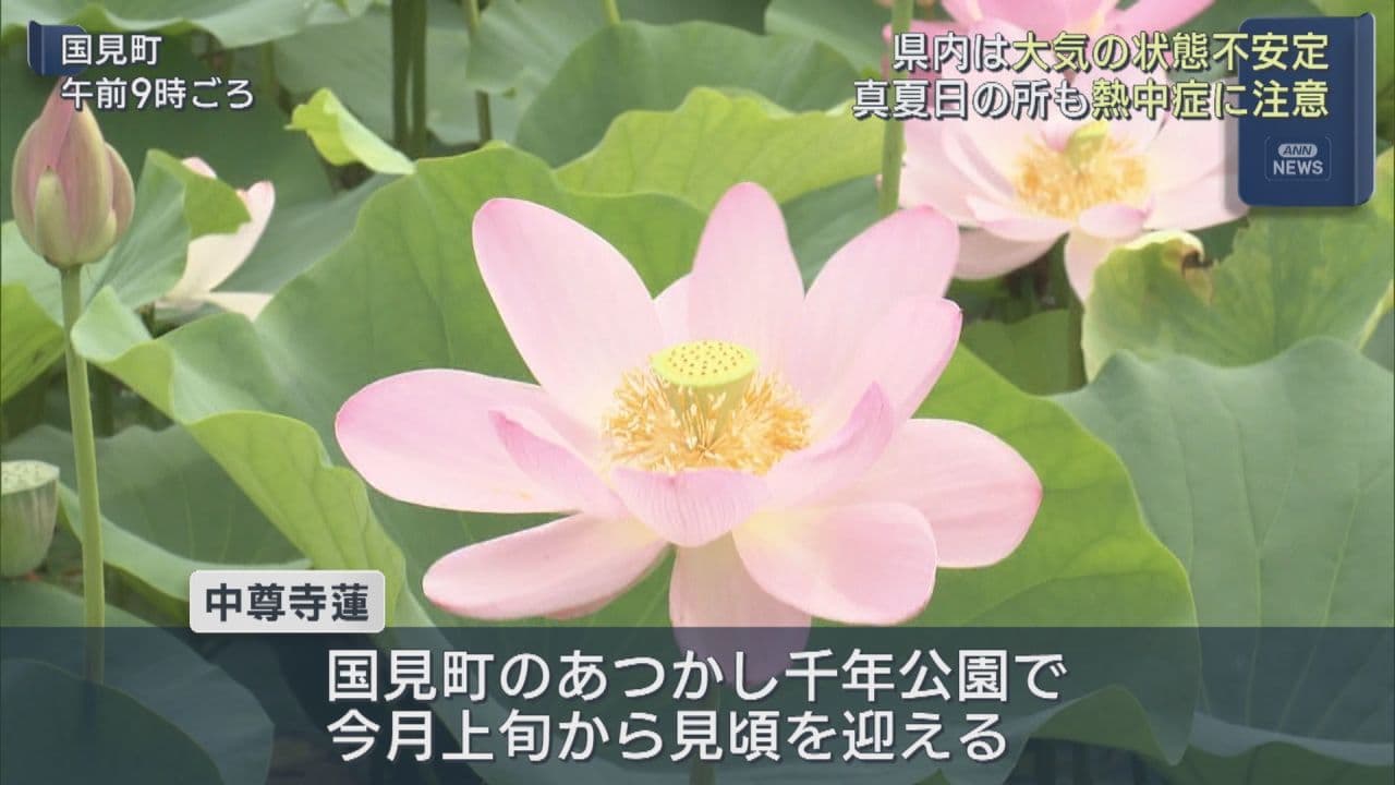 県内各地で不安定な天気　国見町ではハスの花が見頃