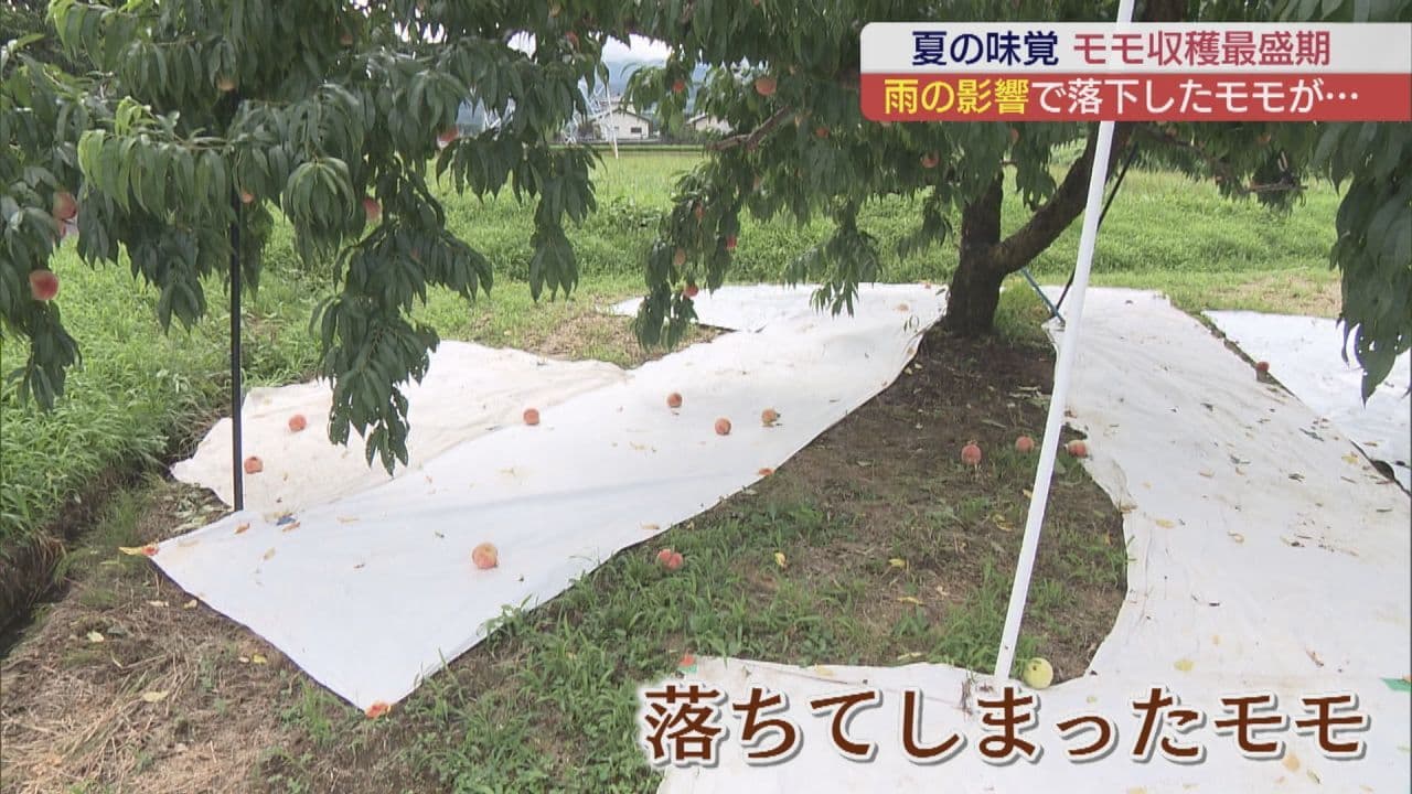 最盛期迎えるモモ　例年より大きく育つ一方で雨による影響も