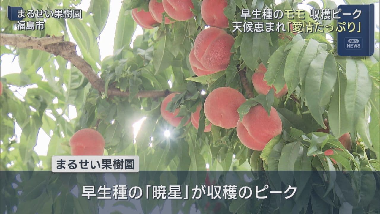 福島市で早生モモ「暁星」が収穫最盛期　今年も大きく甘く実る
