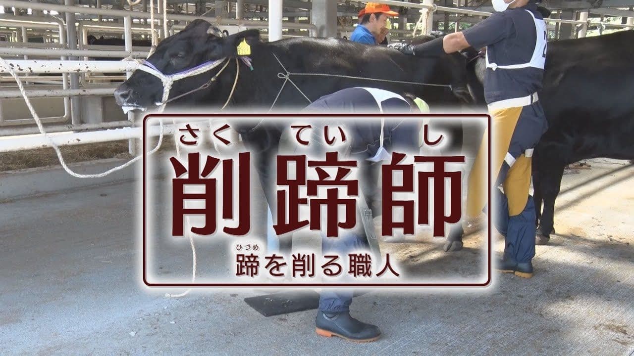 牛の健康を支える削蹄師の物語