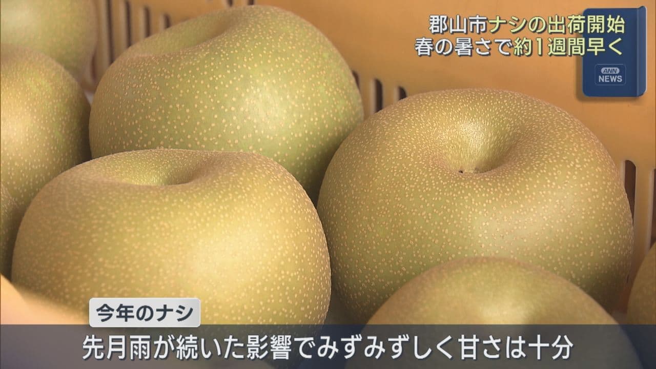 郡山市でナシの出荷始まる　今年は早めのスタート