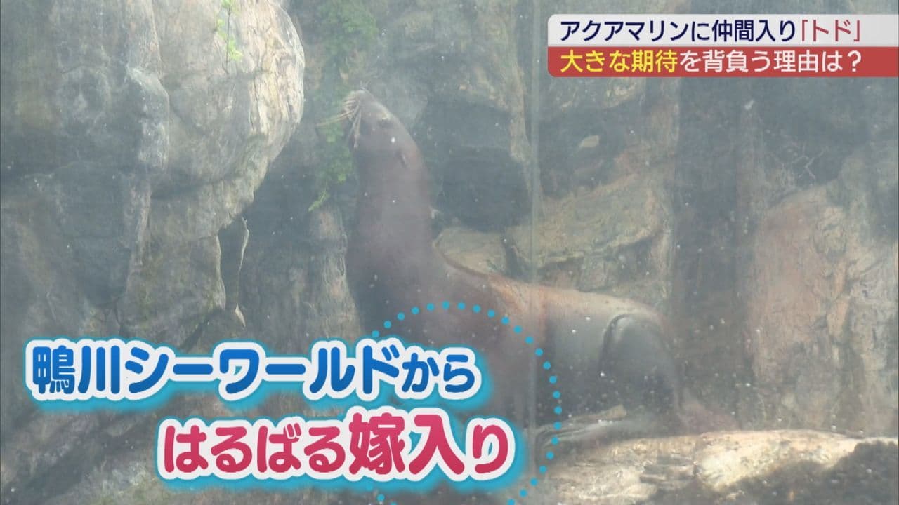 アクアマリンふくしまに新たなトドが仲間入り　嫁入りの理由は？