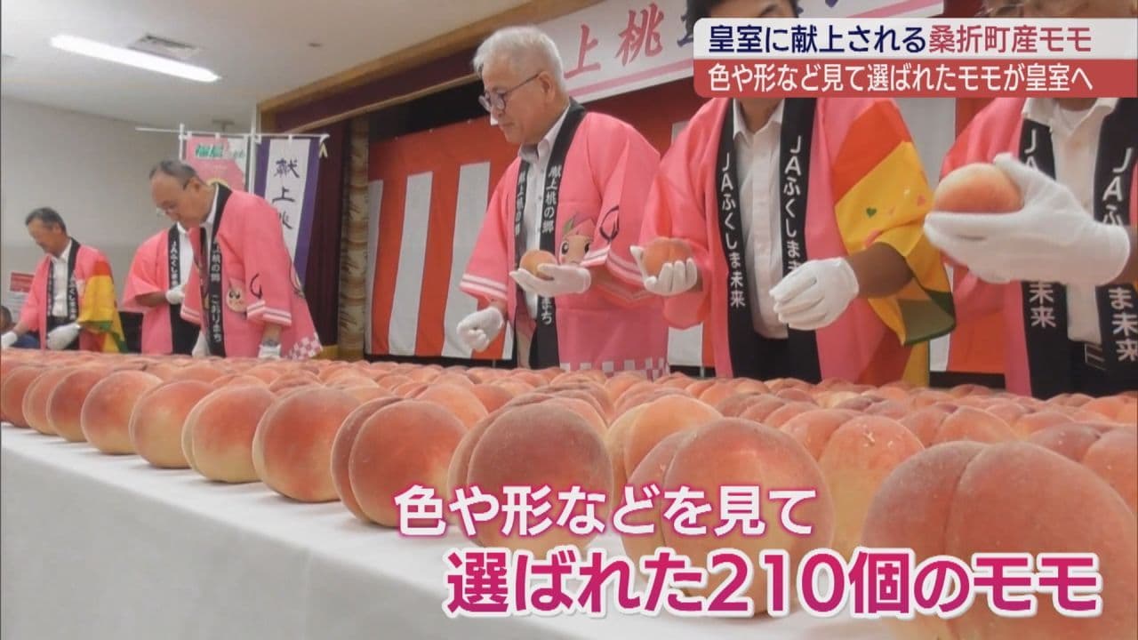 厳選された旬のモモを！　桑折町で献上桃の箱詰め作業
