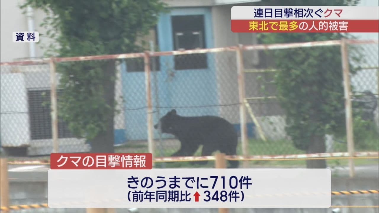 福島市でクマの目撃相次ぐ　今年の目撃件数は昨年の倍以上に
