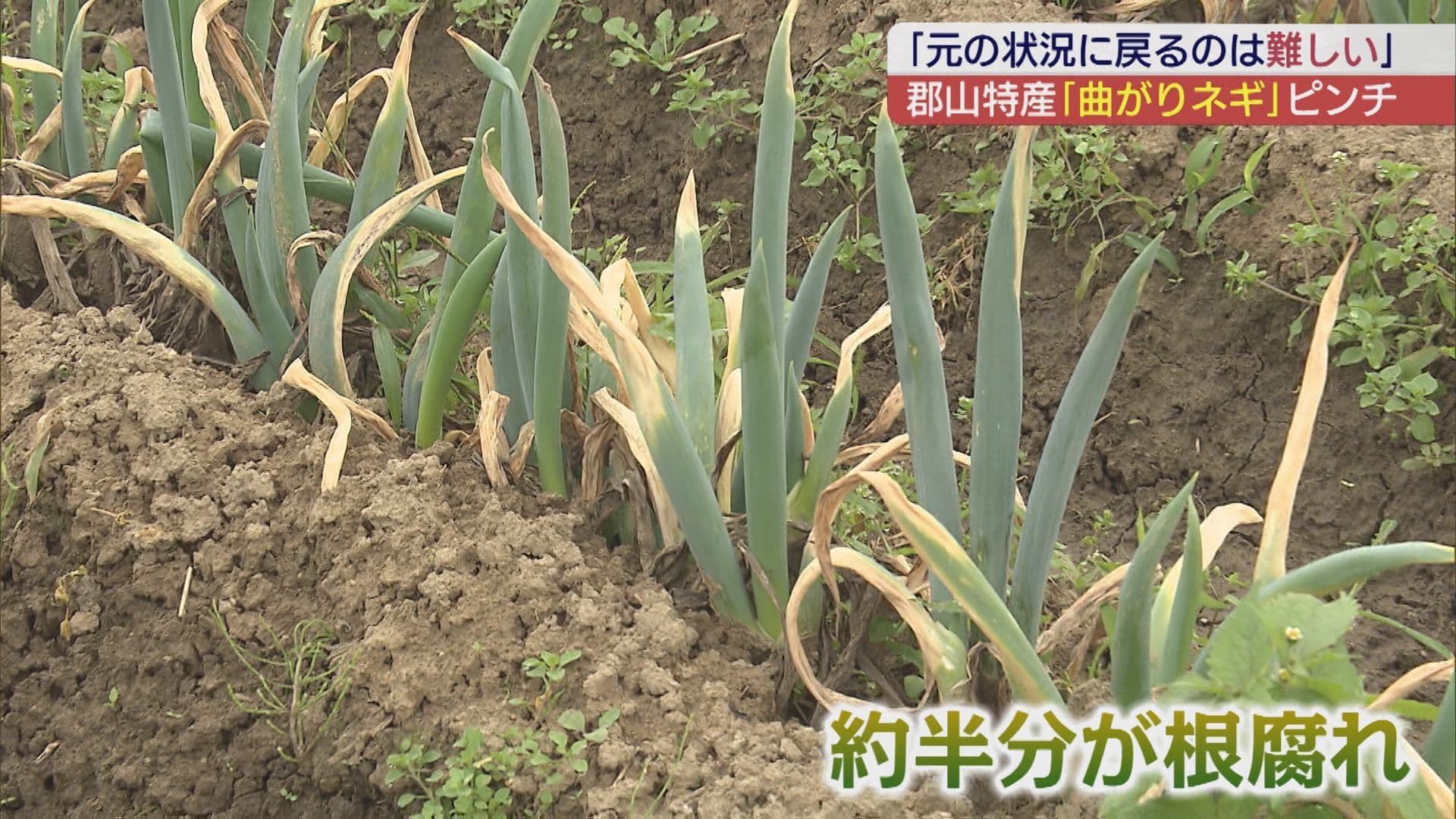 郡山市の伝統野菜「曲がりネギ」長雨でピンチに