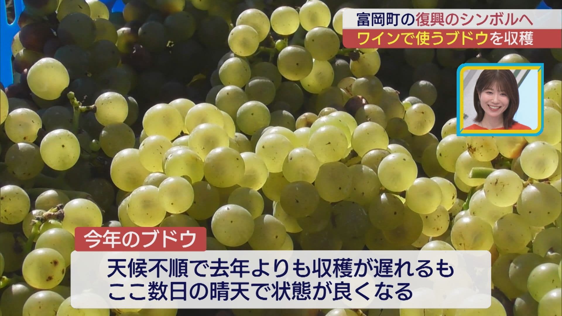 とみおかワイナリーでブドウ収穫