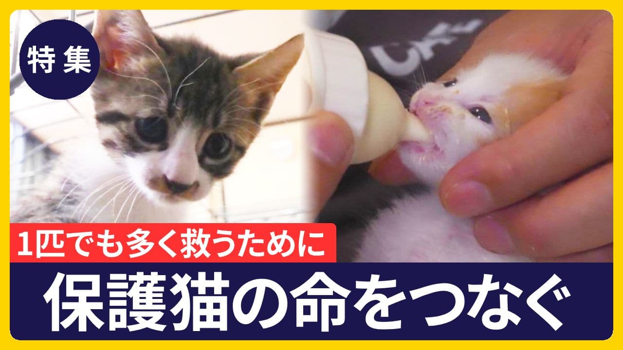 【特集】“1匹でも多く救うために” 行き場のない保護猫の命をつなぐ