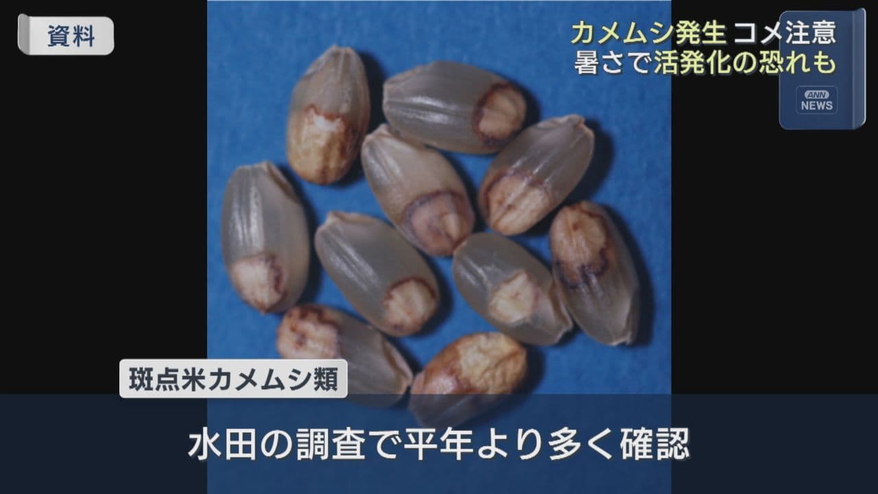 コメに被害　斑点米カメムシ類発生で県が注意報