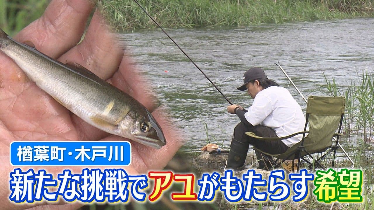 新たな挑戦でつなぐ絆　アユがもたらす希望（楢葉町・木戸川）