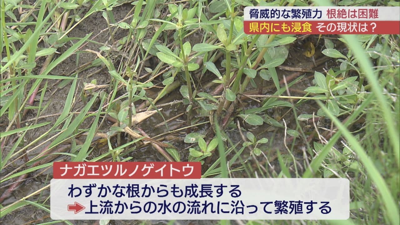 いわき市の川を覆う特定外来生物　根絶困難　専門家も警鐘鳴らす