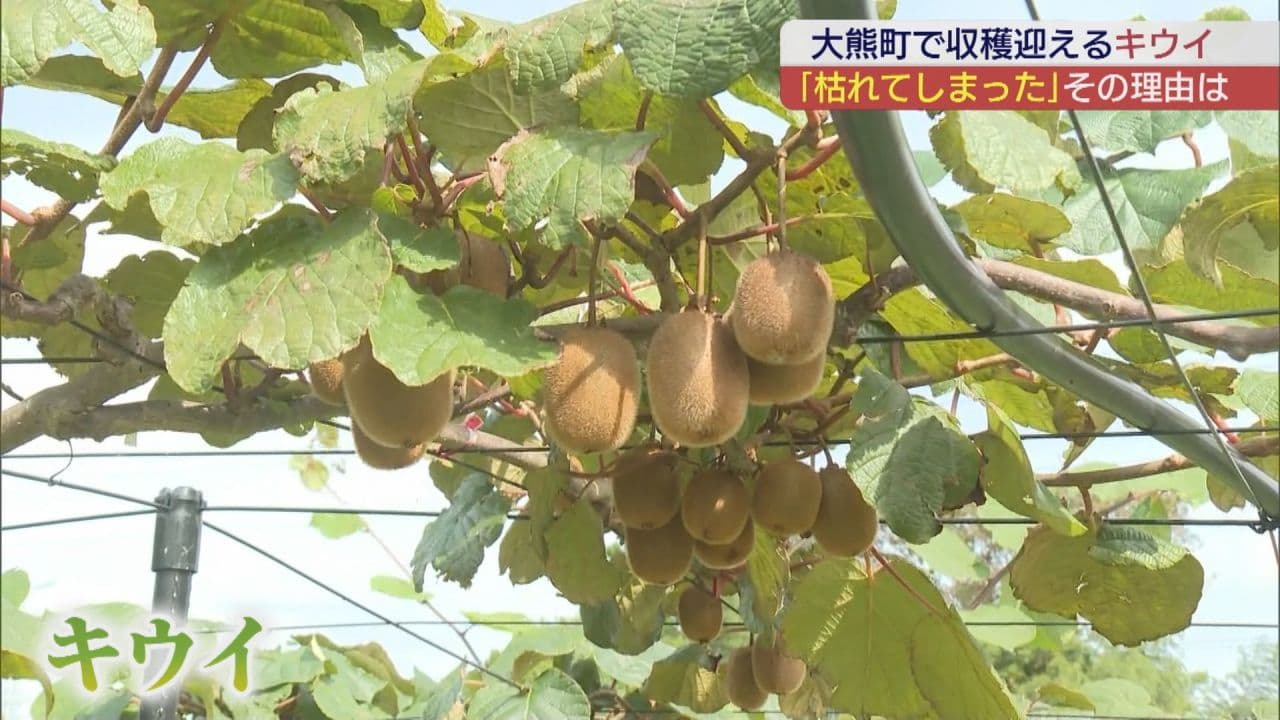 大熊町特産のキウイがピンチに･･･  その理由とは？