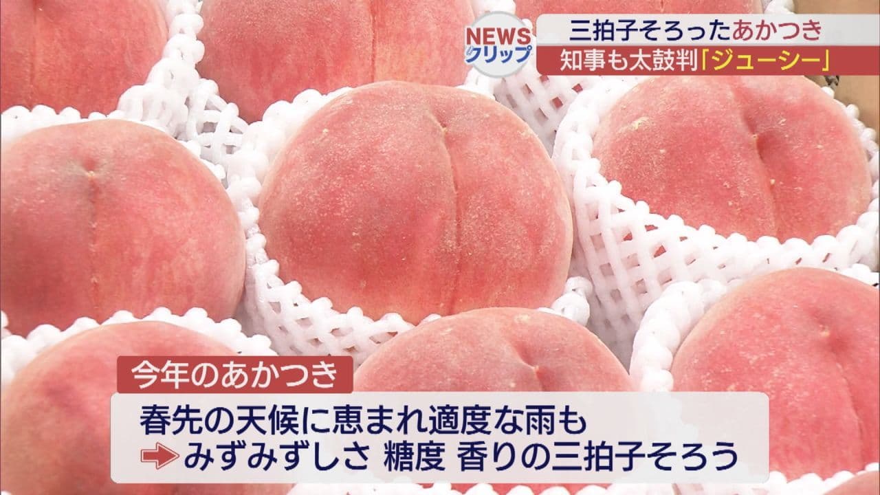 福島県産モモの主力品種「あかつき」収穫最盛期、内堀知事に贈られる