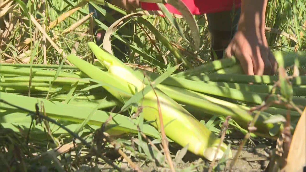 いわき市でマコモタケの収穫本格化　例年より大きく成長
