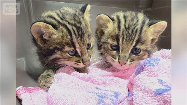 対馬市の国道で「ツシマヤマネコ」子ネコ2匹保護 現場付近に母ネコとみられる死骸