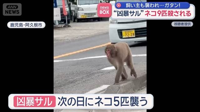 “凶暴サル”ネコ9匹殺される 飼い主も襲われ… 鹿児島・阿久根市