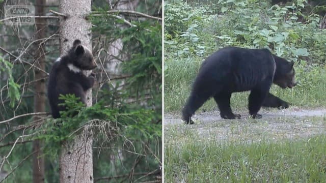 300kg級巨大ヒグマ出没 AIを使った最新クマ対策とは?