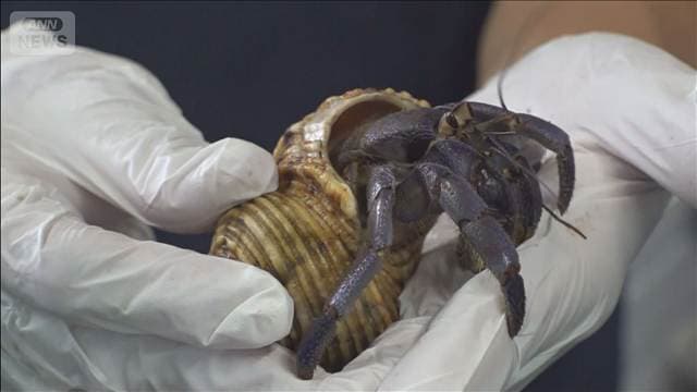 奄美大島で天然記念物「オカヤドカリ」12.8kg無許可捕獲か 中国籍の男2人逮捕
