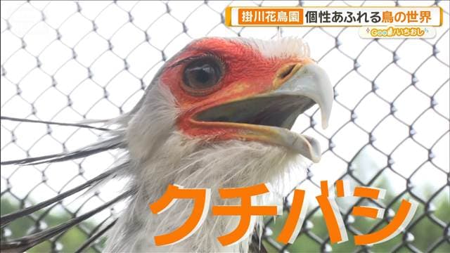 クチバシで知る鳥の生態 ハシビロコウに…絶滅危惧種のレア鳥も【グッド!いちおし】