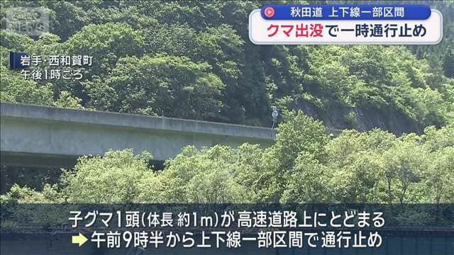 岩手県の高速道路にクマ出没 秋田自動車道の上下線 一部区間で一時通行止めに