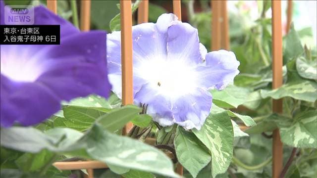下町の夏の風物詩「入谷朝顔まつり」 東京・台東区