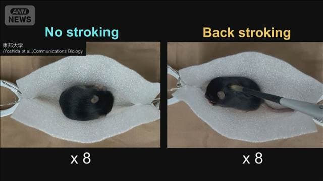 なでられると赤ちゃんが落ち着くメカニズム 東邦大学などの研究チームが解明