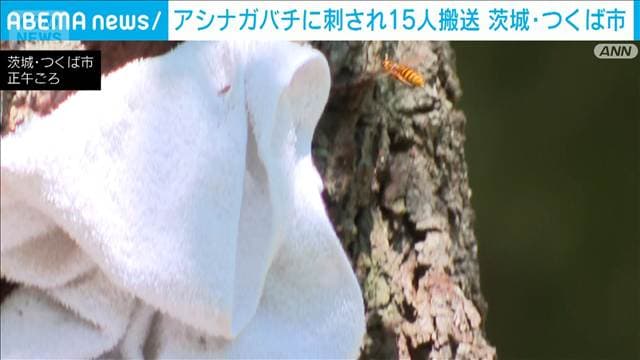アシナガバチに刺され搬送 小中高生ら15人いずれも軽症 茨城・つくば市