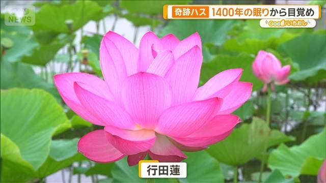 恐竜も見た?ハス1億年の歴史 1400年の眠りから目覚めた奇跡も【グッド!いちおし】