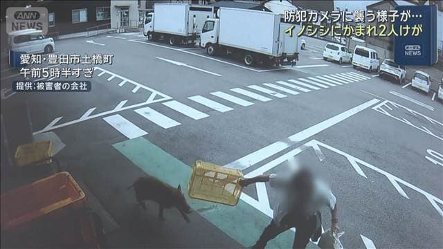 イノシシにかまれ2人けが 防犯カメラに男性を襲う様子 愛知・豊田市