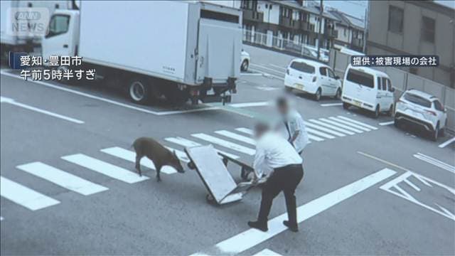 襲い掛かるイノシシに“台車”で応戦 4人けが 愛知・豊田市