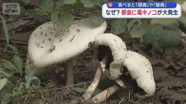 なぜ?都会に毒キノコが大発生 食べると「頭痛」や「腹痛」
