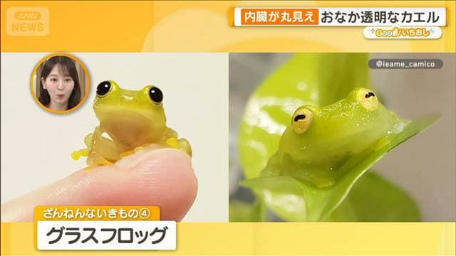 雨粒で死ぬカエル 驚くと裸になるヤモリ ざんねんないきもの展【グッド!いちおし】