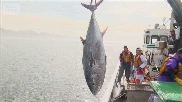 マグロの漁獲枠拡大交渉を巡りメキシコ批判 農水大臣「交渉努力を無にするもの」