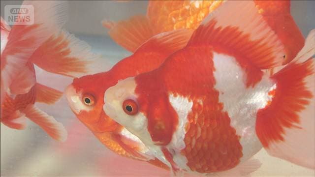 下町の夏の風物詩「金魚まつり」 東京・江戸川区