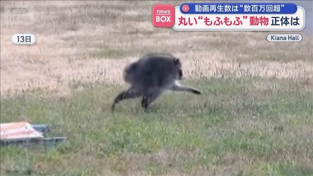 丸い“もふもふ”した生き物 世界的人気者…正体は