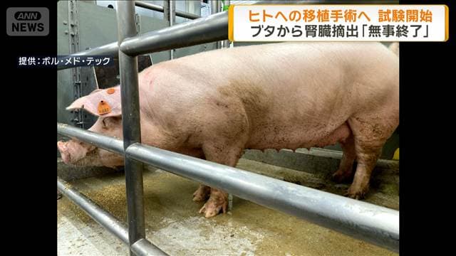 ブタから腎臓摘出の試験開始 再来年予定 ヒトへの移植手術