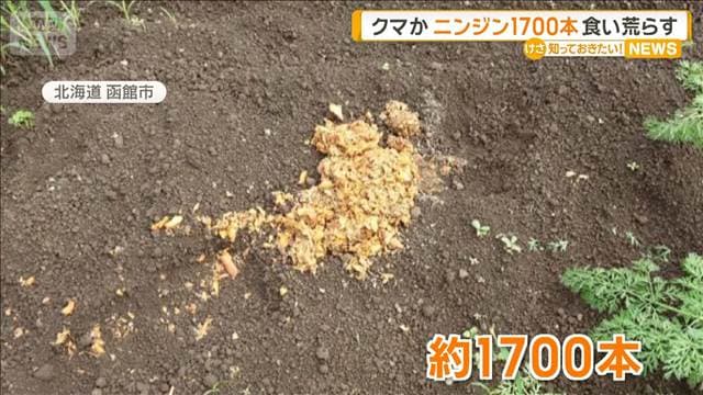 クマか ニンジン1700本食い荒らす 現場にフンや足跡 北海道で頻繁にヒグマ目撃