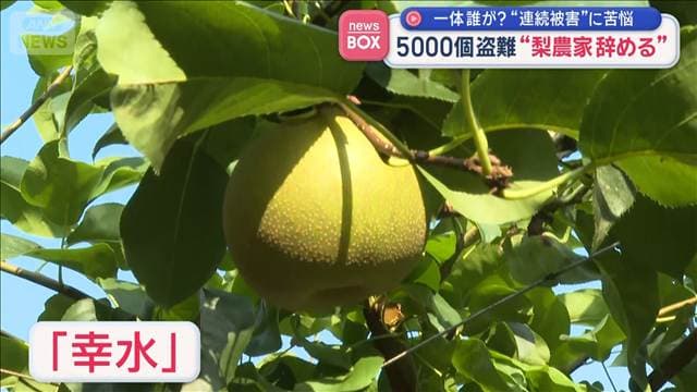 5000個盗難“梨農家辞める”一体誰が?“連続被害”に苦悩 福岡