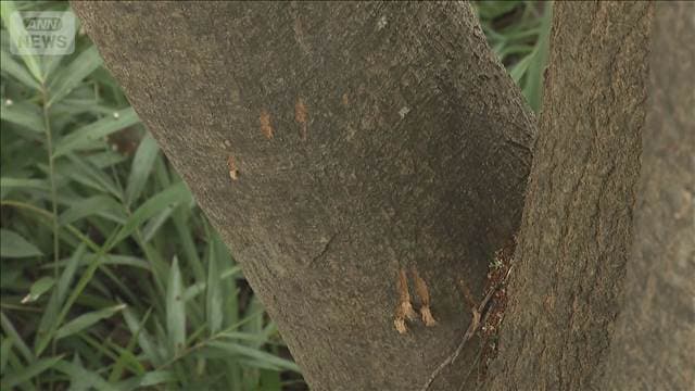 緊急銃猟でクマ1頭を駆除 周辺では目撃相次ぐ 仙台市