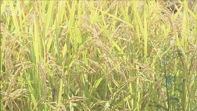 福井県JA 農家への前払い金額示せず コメ余りのため 農家「赤字価格なら百姓辞める」