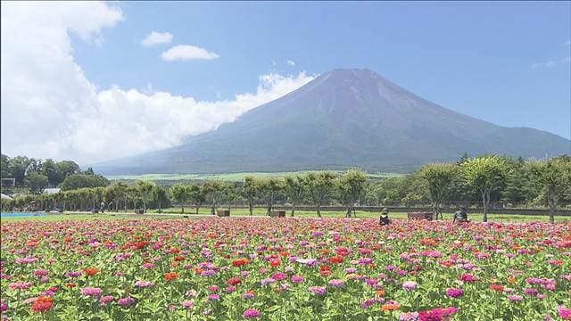 富士山麓で百日草の花が見ごろ 山梨県山中湖村