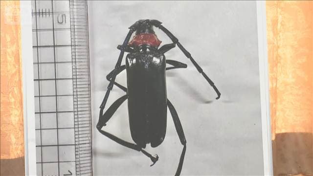 特定外来カミキリ被害 20都府県に拡大 サクラやモモなど食い荒らす 対策本部設置