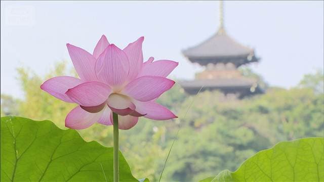 早起きで楽しむ「蓮の花」“絶景”目当てに多くの人訪れる 横浜