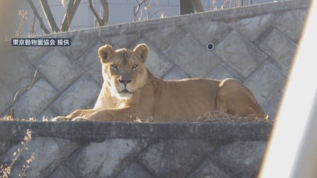 多摩動物公園 ライオン3頭死ぬ 熱中症か「急激な気温上昇が影響」